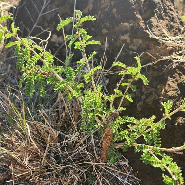 Ormocarpum kirkii برگ