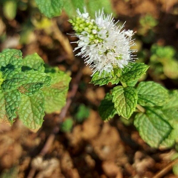 Mentha × rotundifolia Blüte