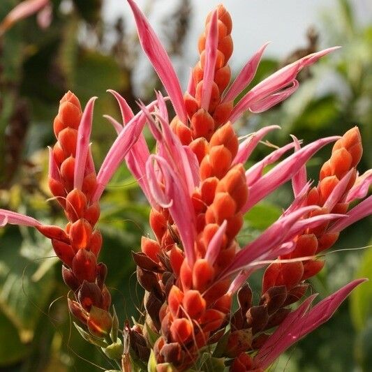 Aphelandra sinclairiana Kukka