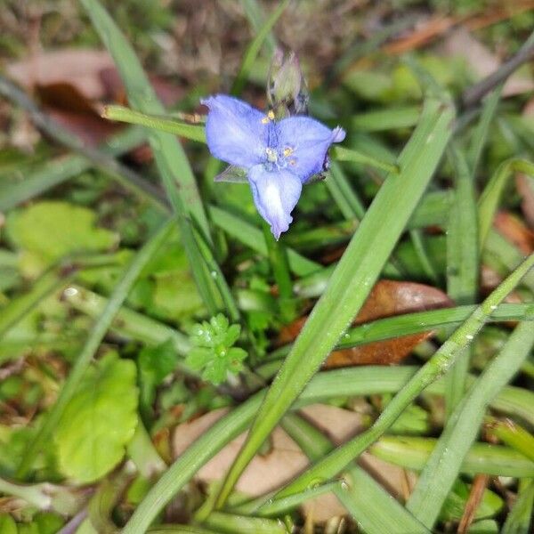 Tradescantia ohiensis Flor