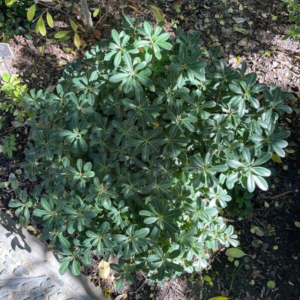 Pittosporum heterophyllum ഇല