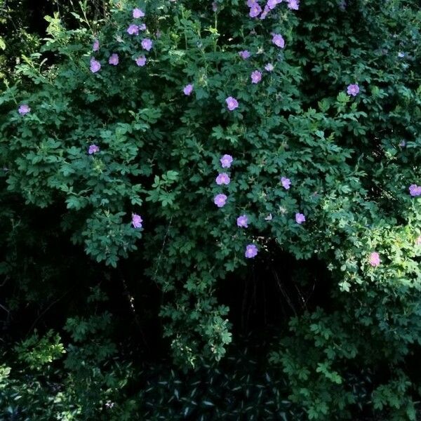 Rosa woodsii Flor