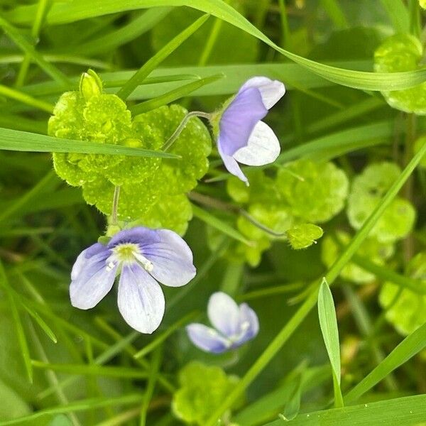 Veronica filiformis Flor