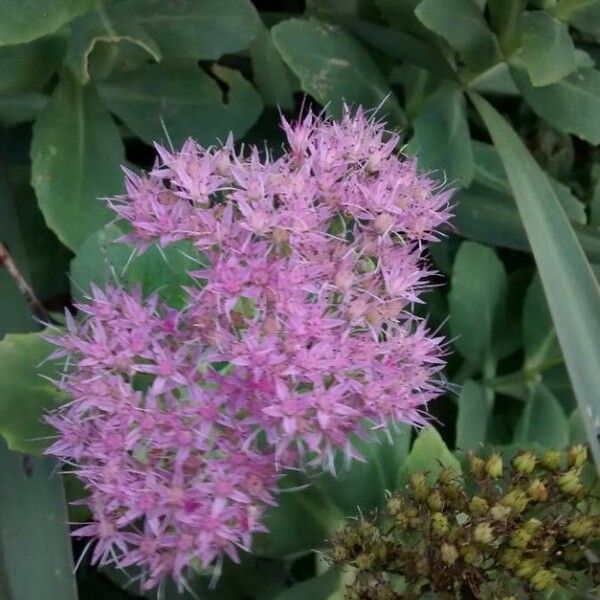 Hylotelephium telephium Flower