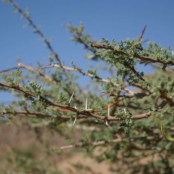 Vachellia tortilis Hoja