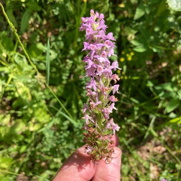 Gymnadenia conopsea Fleur