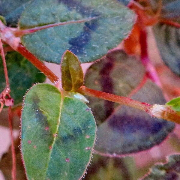 Persicaria capitata List