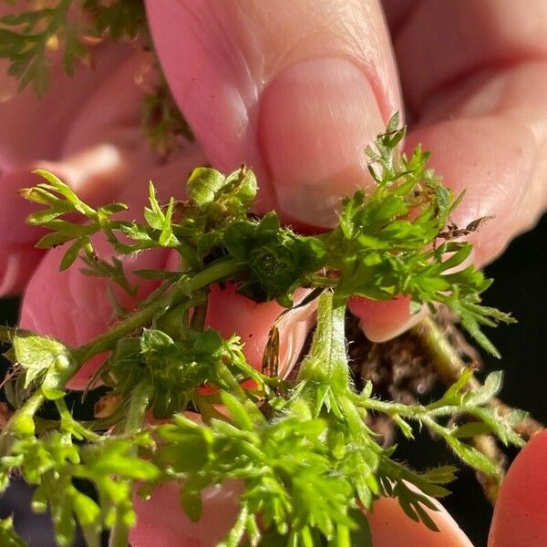 Soliva sessilis Flower