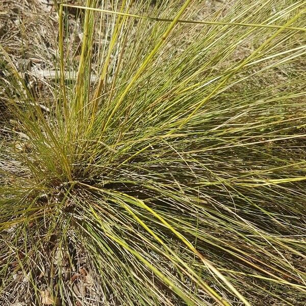 Stipa offneri Kora