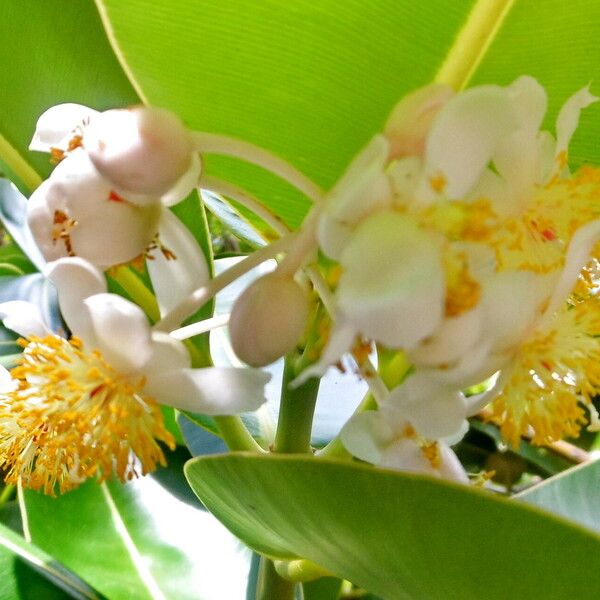 Ficus elastica Flower