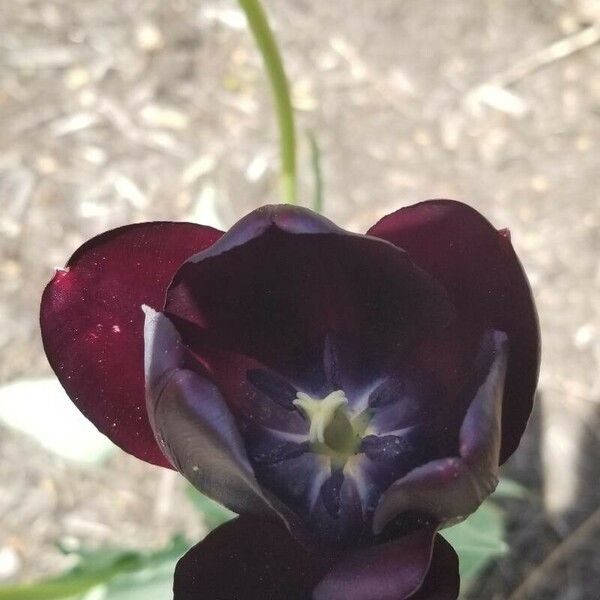 Tulipa gesneriana Blomma