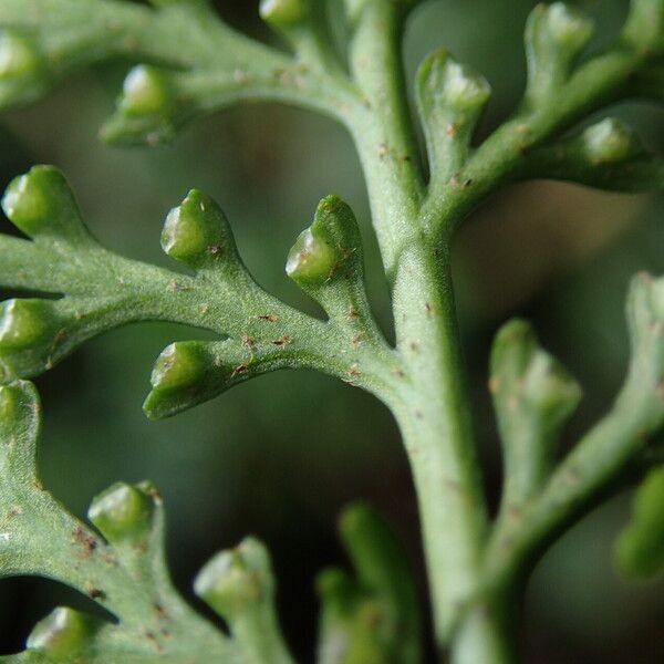 Asplenium theciferum Folha