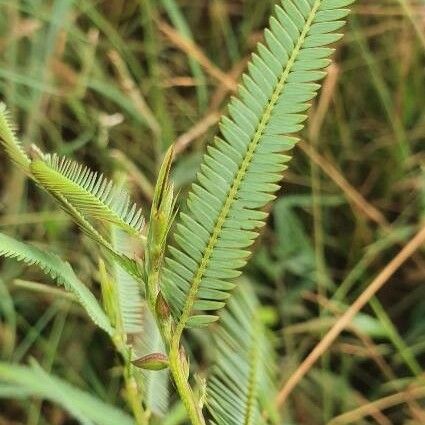 Chamaecrista mimosoides Blatt