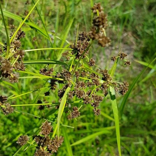 Scirpus atrovirens Gyümölcs