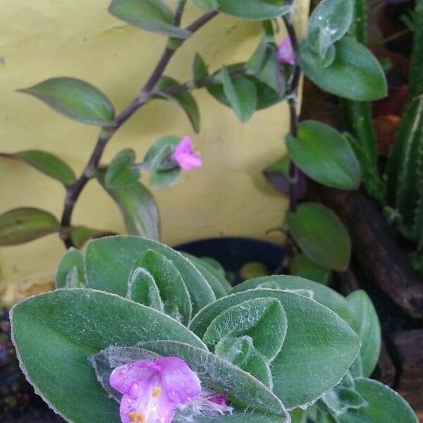 Tradescantia sillamontana फूल