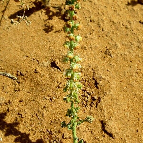 Caylusea hexagyna Flower