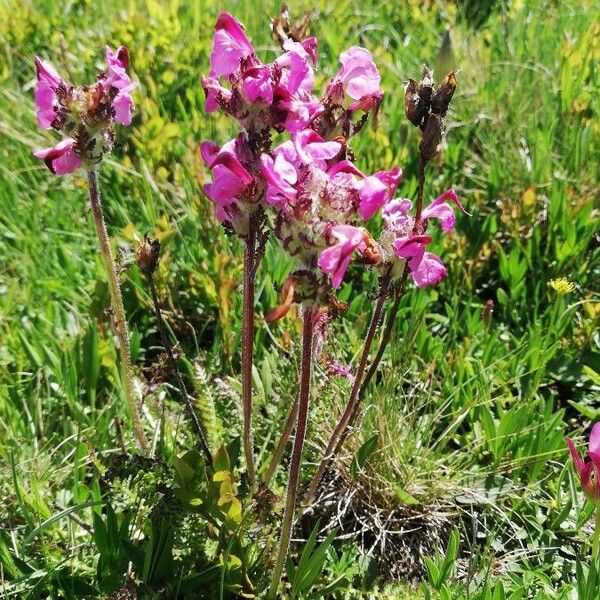 Pedicularis cenisia Flor