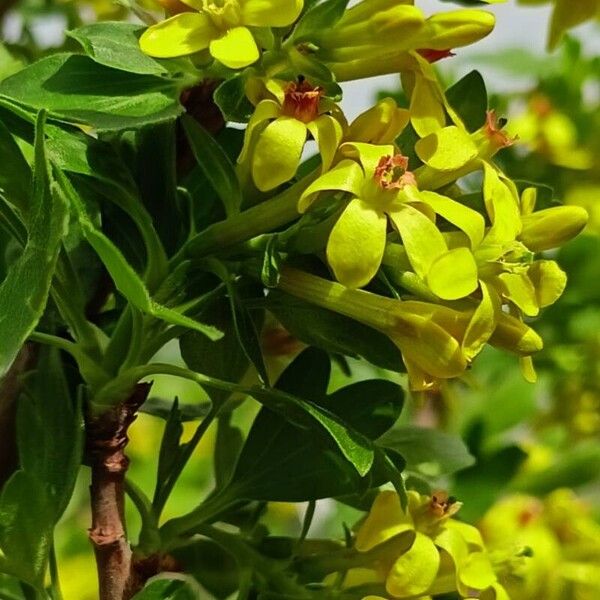 Ribes aureum 花