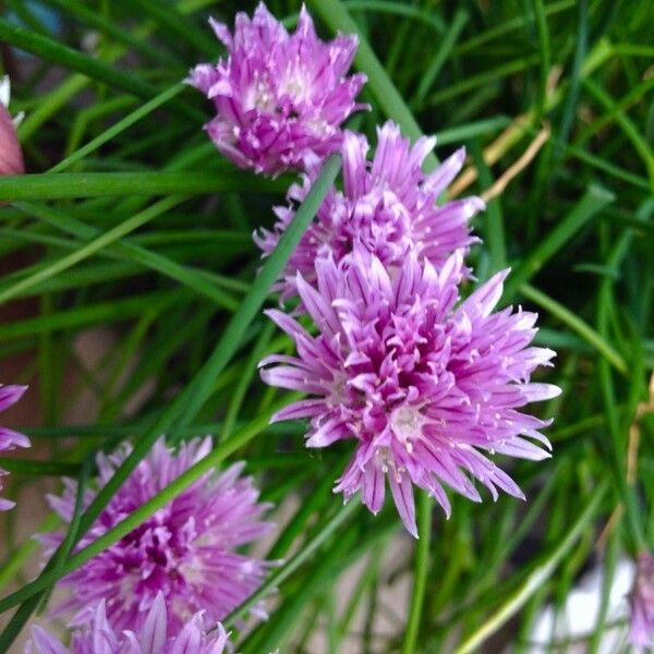 Allium schoenoprasum 花