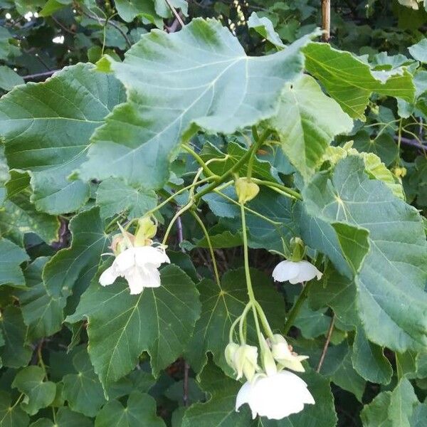 Dombeya burgessiae Blomst