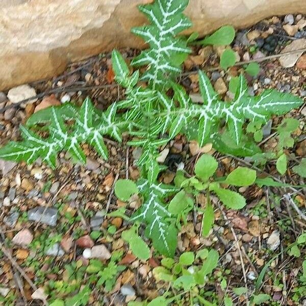 Galactites tomentosus Blad