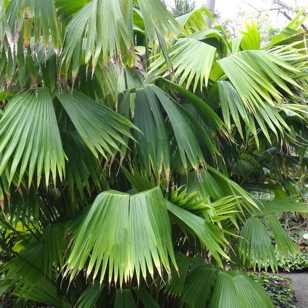 Carludovica palmata Habit