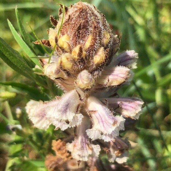 Orobanche minor Kukka