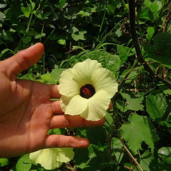 Hibiscus vitifolius Fleur