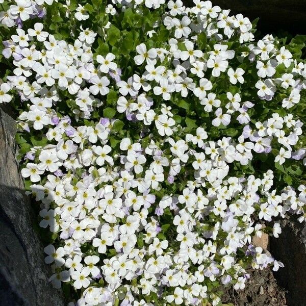 Arabis alpina Habit