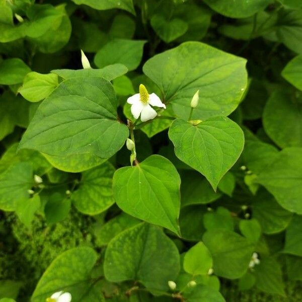 Viola canadensis Fiore