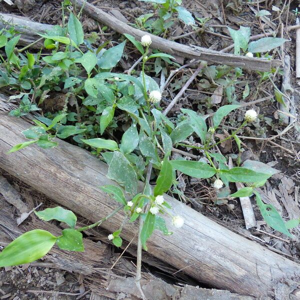 Alternanthera philoxeroides Blüte