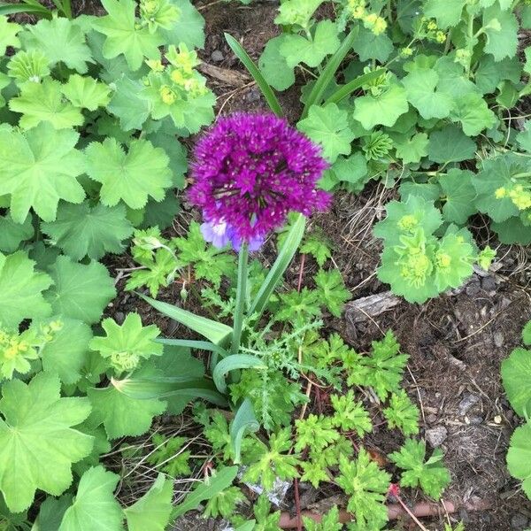 Allium ampeloprasum Flower