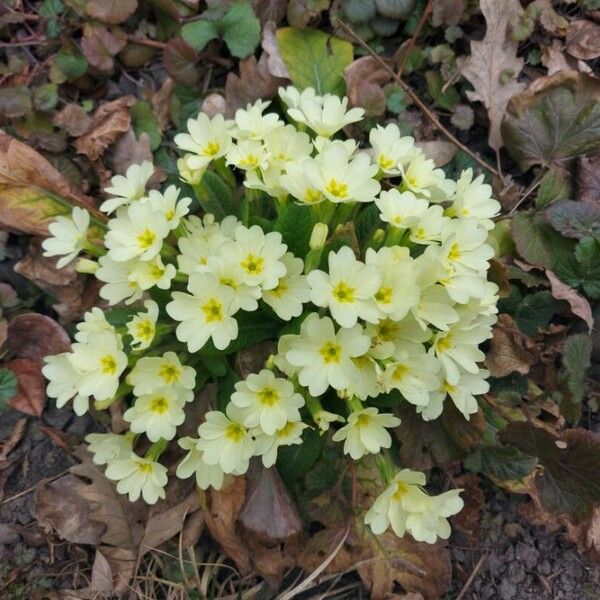 Primula vulgaris Žiedas