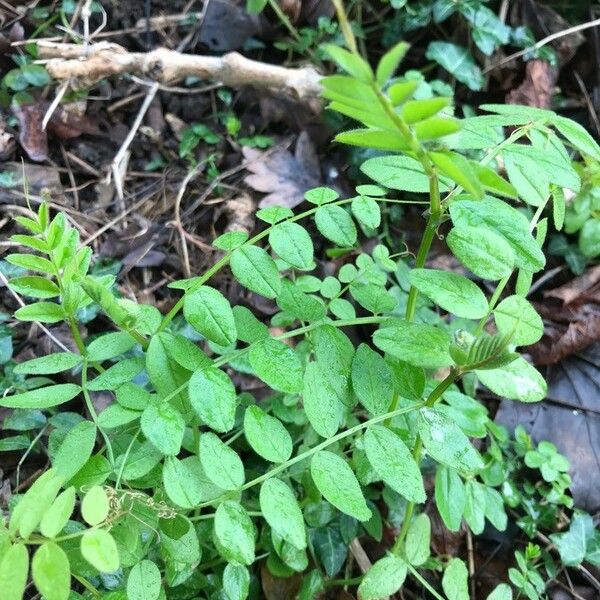 Vicia grandiflora Лист