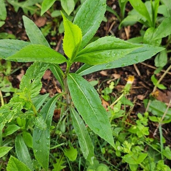 Solidago gigantea Листок