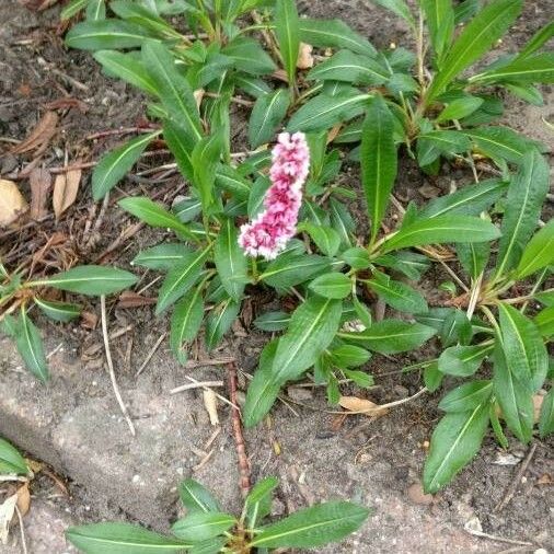 Polygonum cognatum Flor