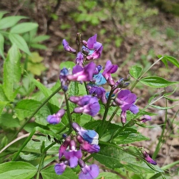 Lathyrus vernus 葉