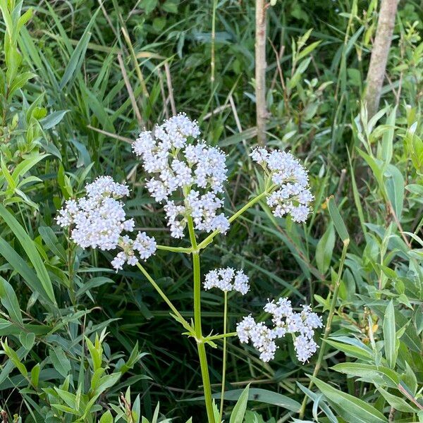 Valeriana officinalis Fiore