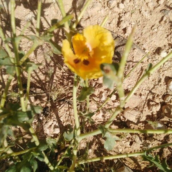 Glaucium corniculatum Žiedas