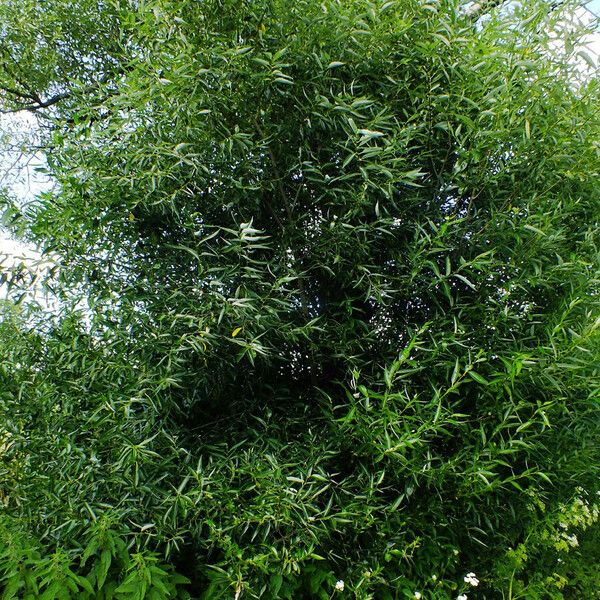 Salix lucida Habit