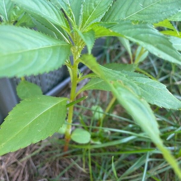 Impatiens balsamina Blad