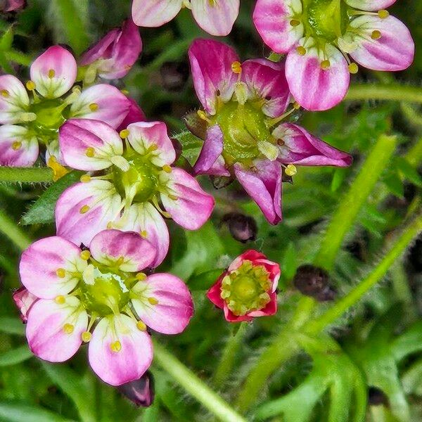 Saxifraga rosacea 花