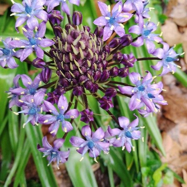 Scilla peruviana Цвят