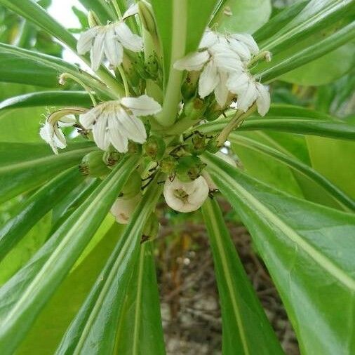 Scaevola taccada Цветок