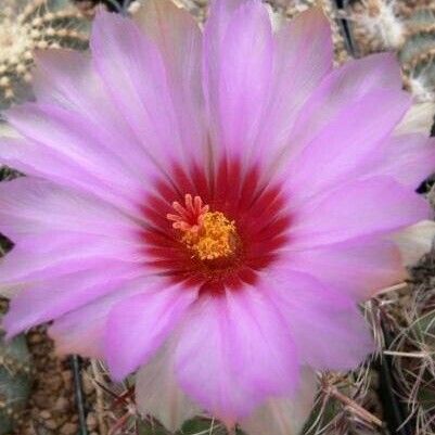 Thelocactus bicolor Цвят