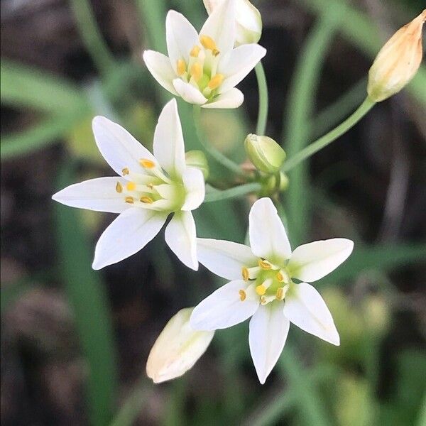 Nothoscordum bivalve Flower