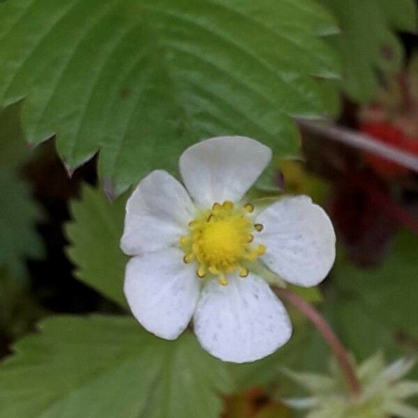 Fragaria vesca Flor