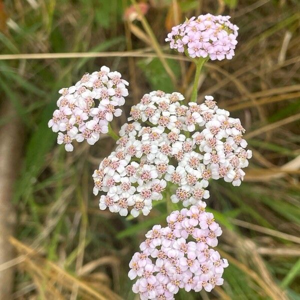 Achillea millefolium Kukka