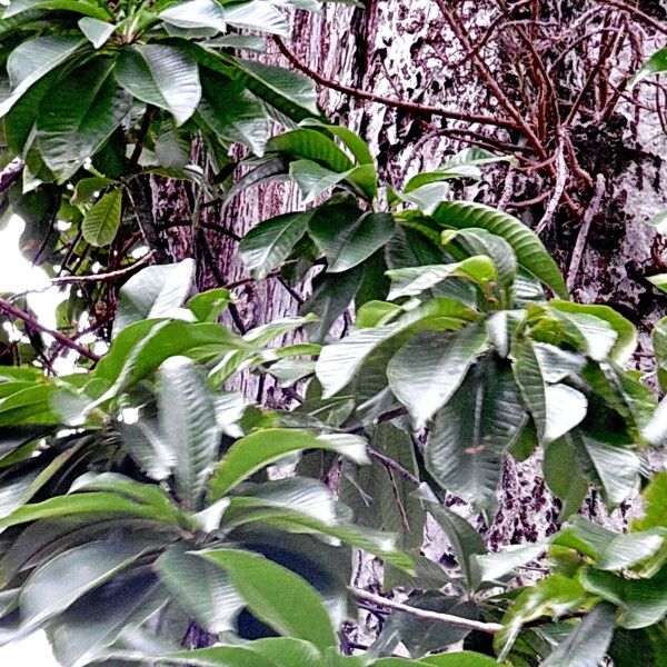 Couroupita guianensis 葉