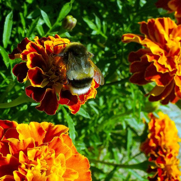 Tagetes erecta Virág